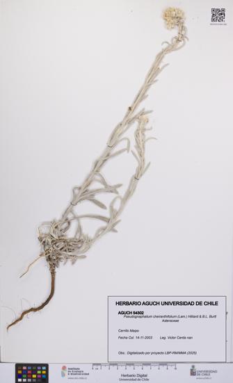 Pseudognaphalium cheiranthifolium [Espécimen: UCH:AGUCH:0054302]