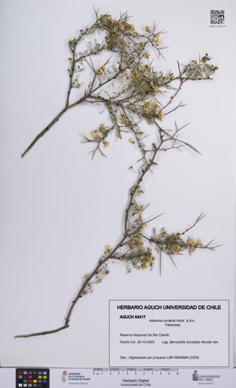 Adesmia conferta [Espécimen: UCH:AGUCH:0054317]