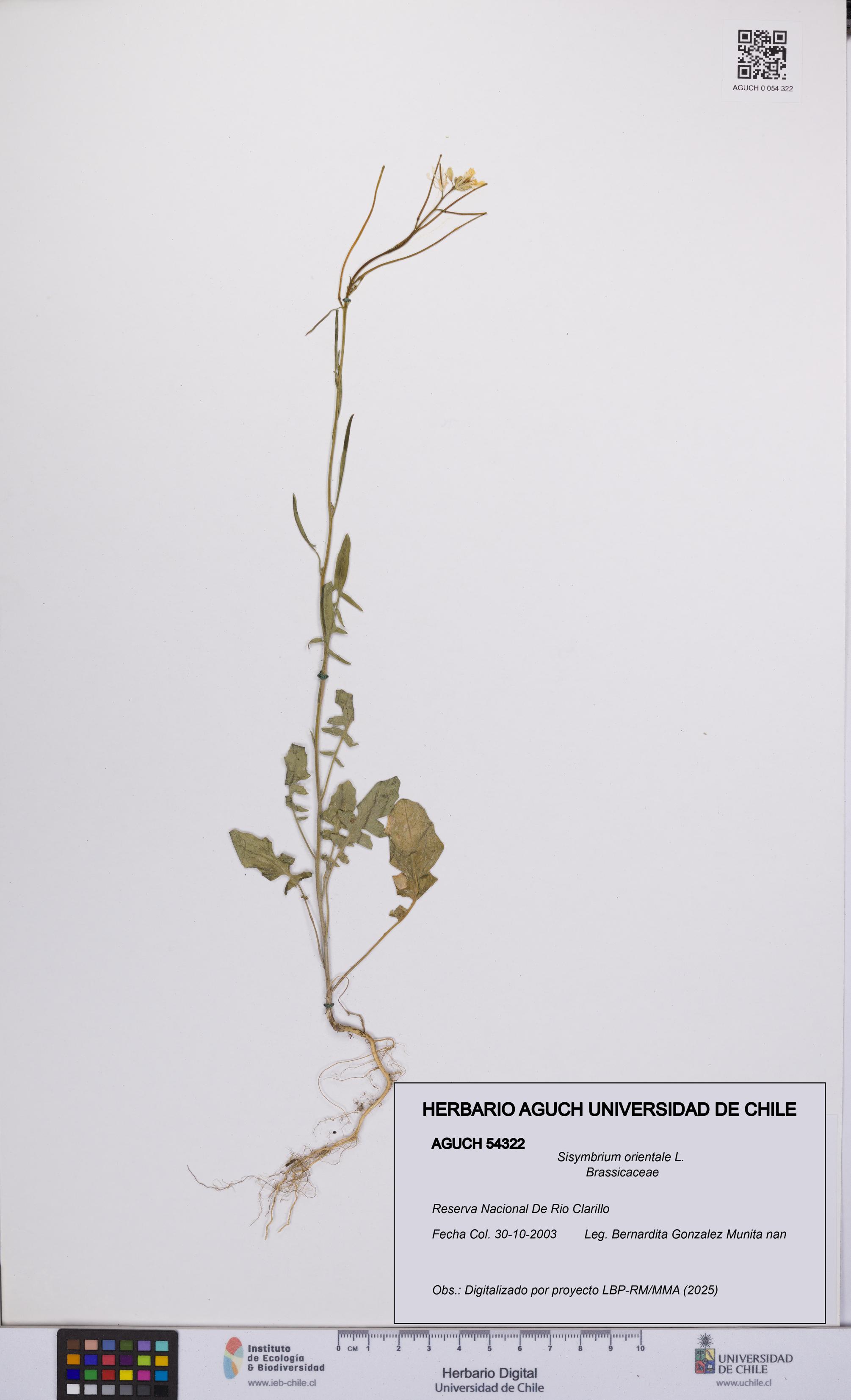 Sisymbrium orientale [Espécimen: UCH:AGUCH:0054322]