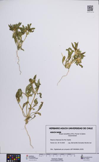 Boopis sessiliflora [Espécimen: UCH:AGUCH:0054328]
