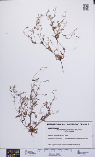 Plagiobothrys myosotoides [Espécimen: UCH:AGUCH:0054329]