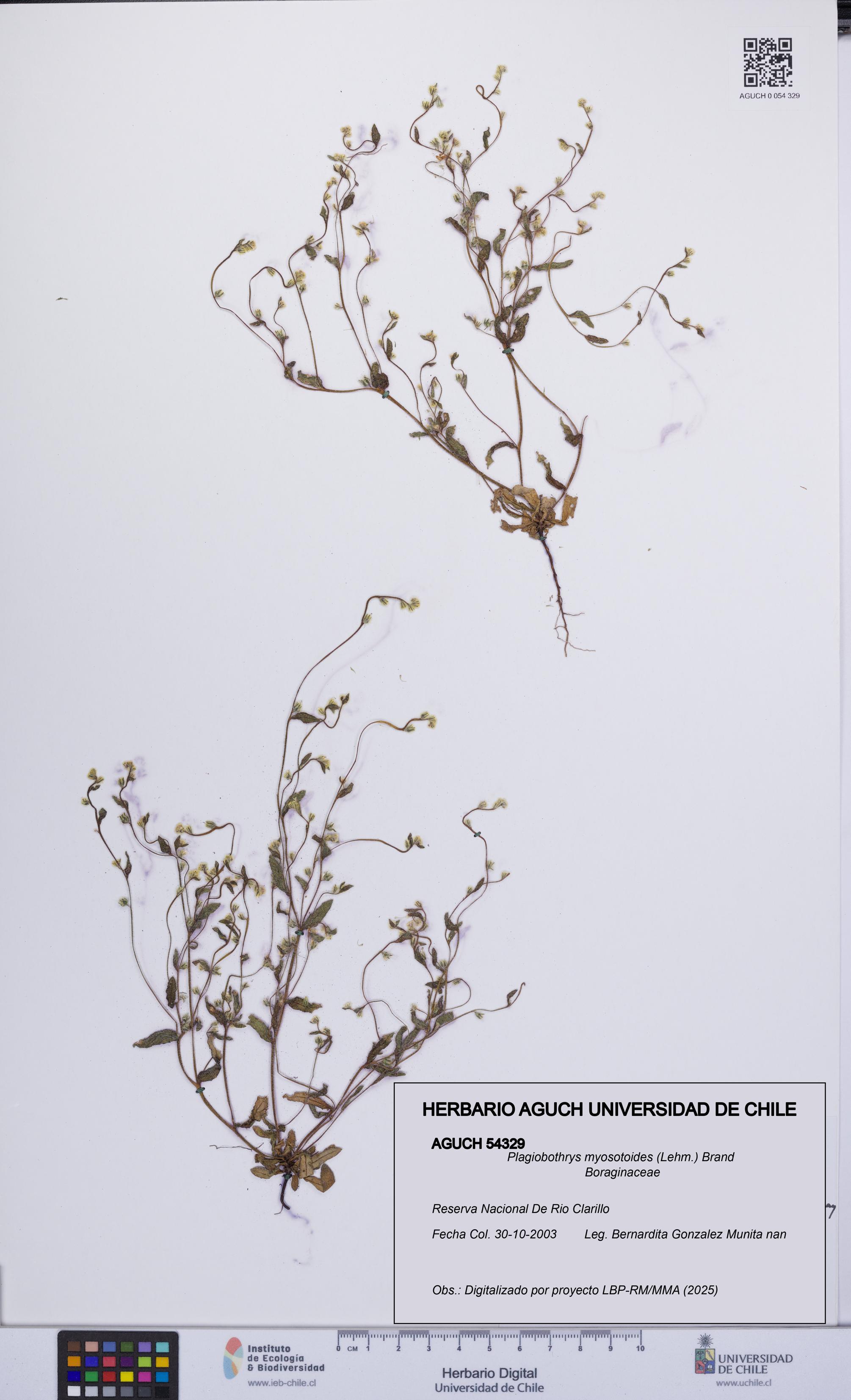 Plagiobothrys myosotoides [Espécimen: UCH:AGUCH:0054329]