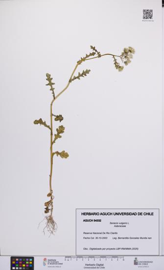 Senecio vulgaris [Espécimen: UCH:AGUCH:0054332]