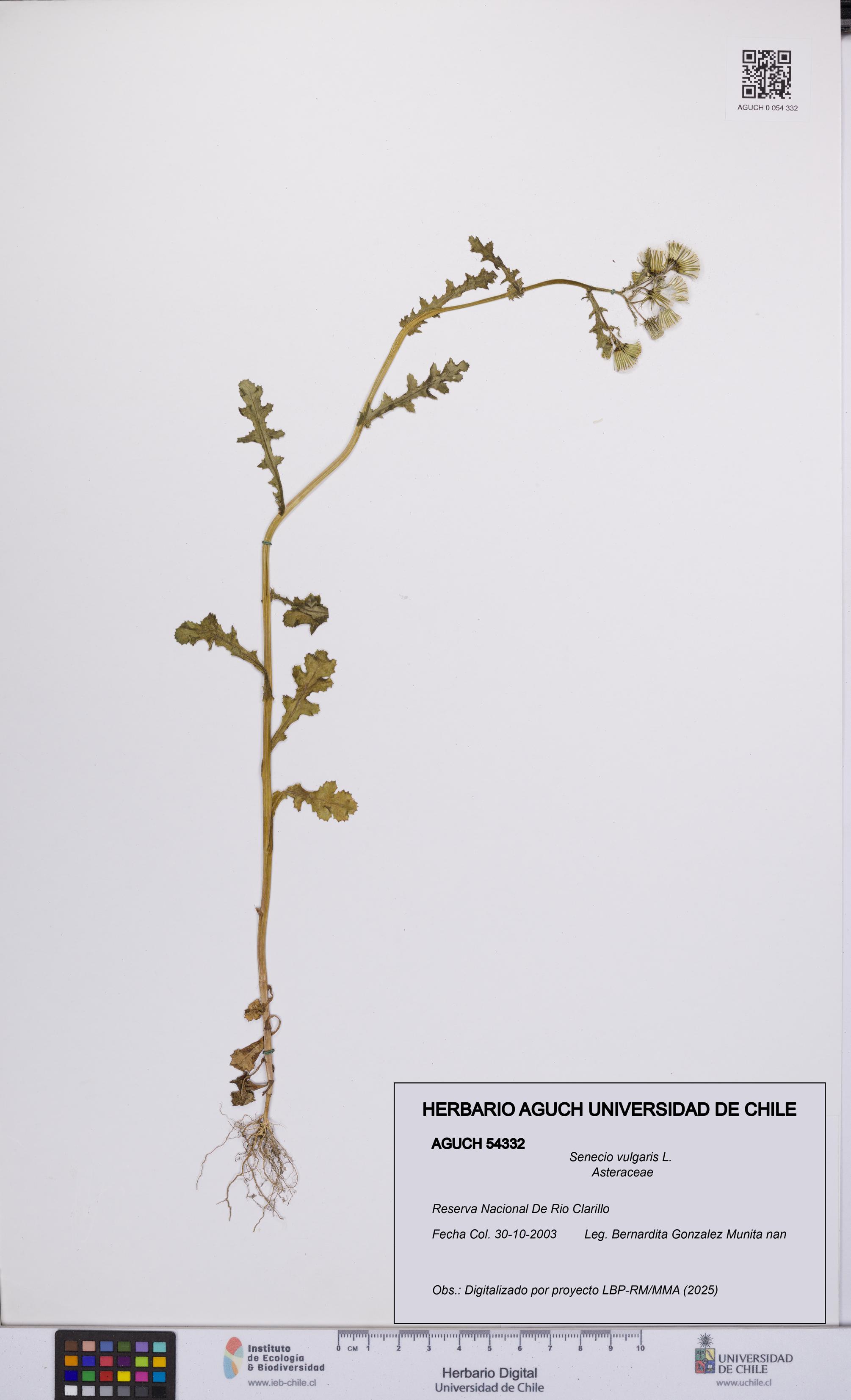 Senecio vulgaris [Espécimen: UCH:AGUCH:0054332]