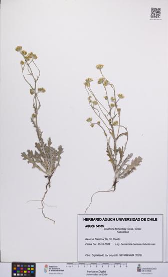 Leucheria tomentosa [Espécimen: UCH:AGUCH:0054335]