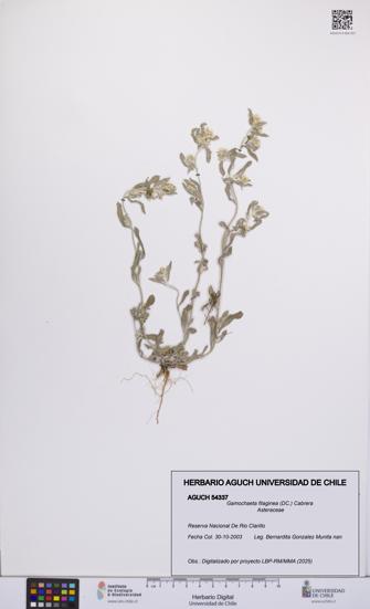 Gamochaeta filaginea [Espécimen: UCH:AGUCH:0054337]