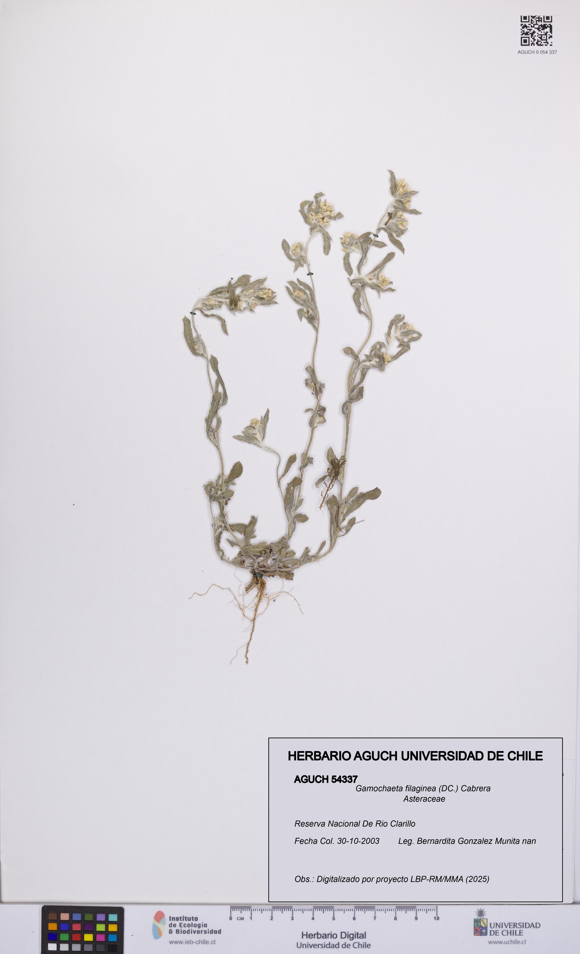 Gamochaeta filaginea [Espécimen: UCH:AGUCH:0054337]