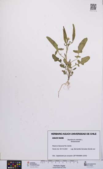 Sisymbrium orientale [Espécimen: UCH:AGUCH:0054339]