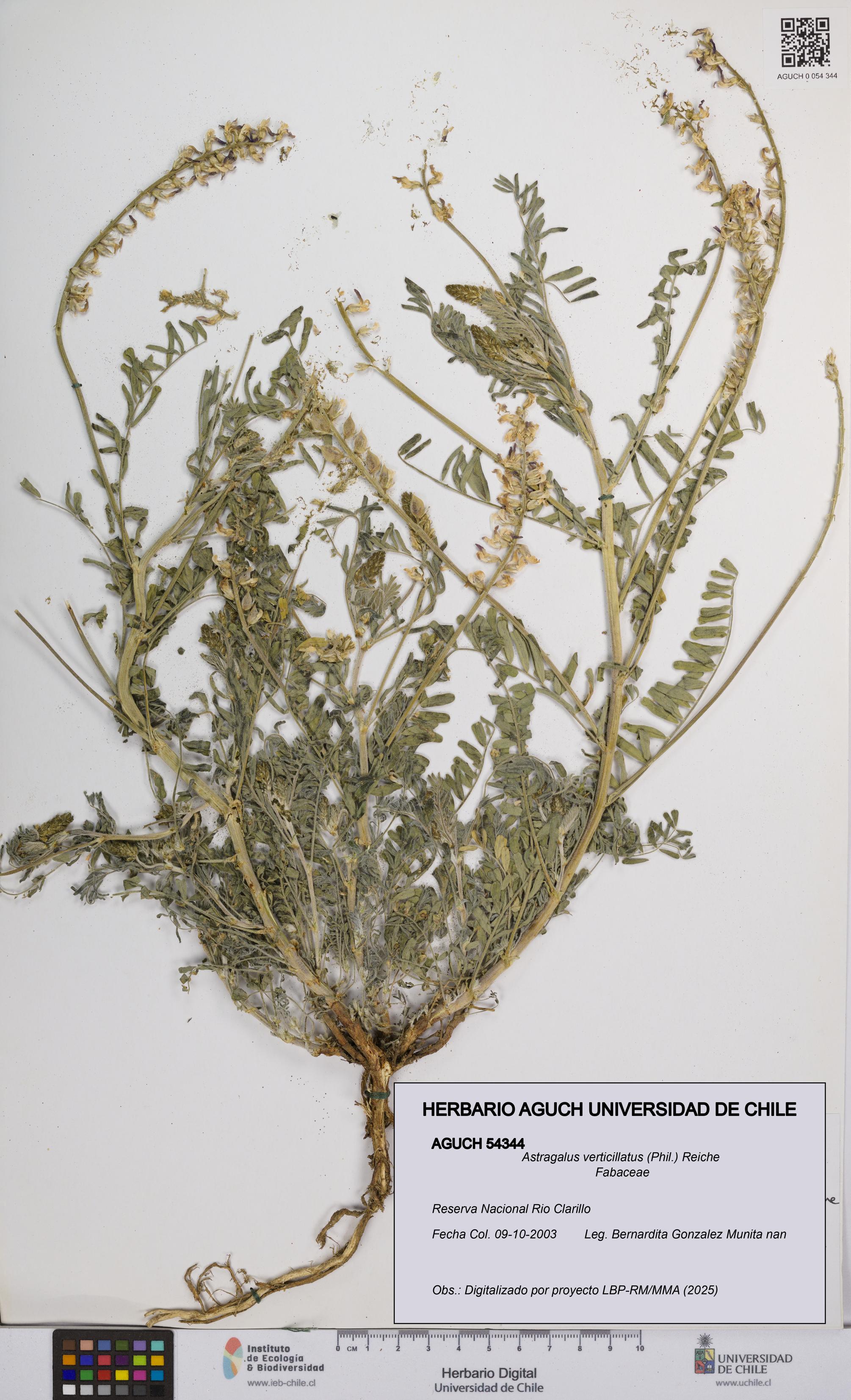 Astragalus verticillatus [Espécimen: UCH:AGUCH:0054344]