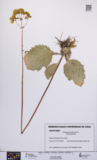 Calceolaria pratensis [Espécimen: UCH:AGUCH:0054353]