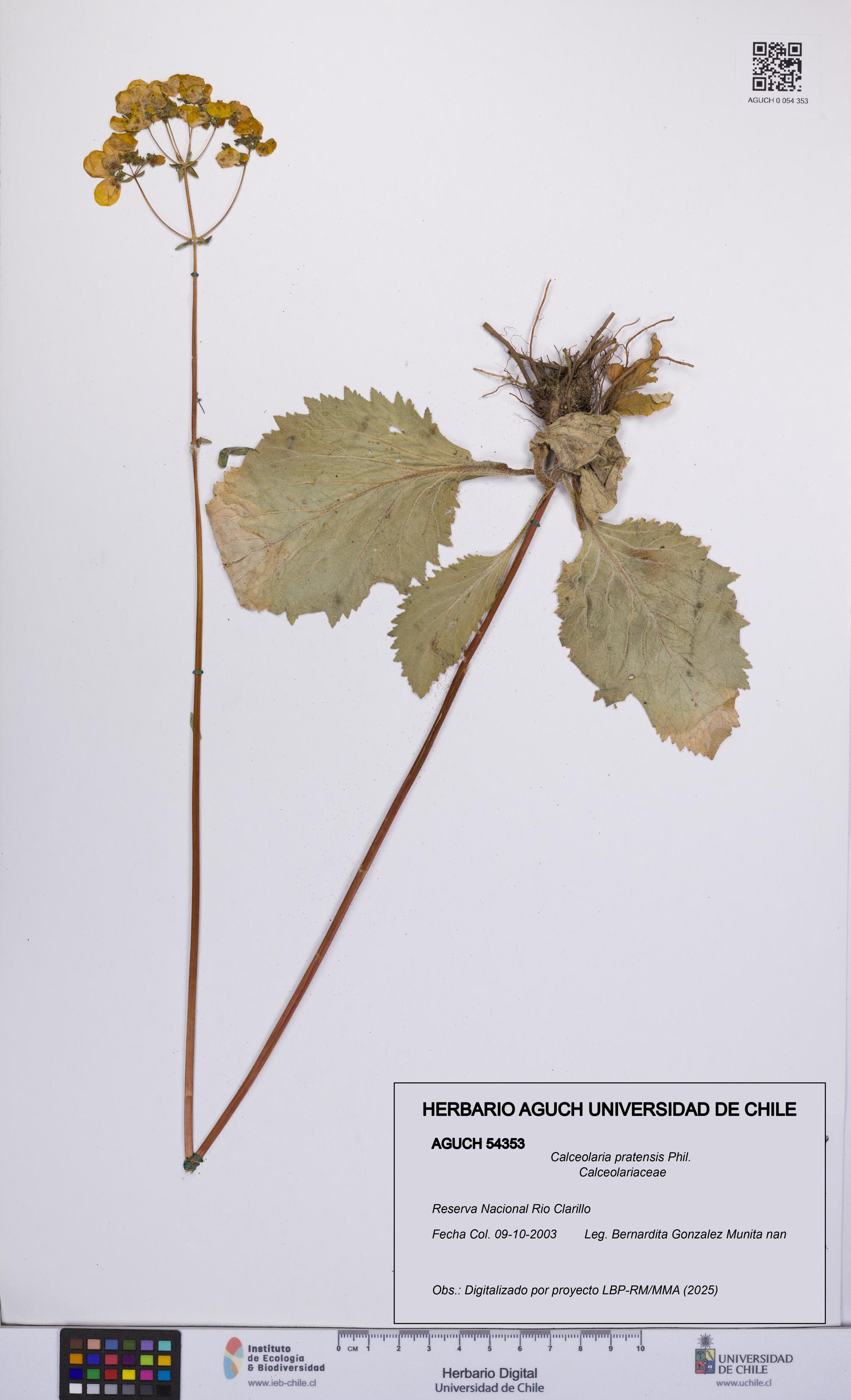 Calceolaria pratensis [Espécimen: UCH:AGUCH:0054353]