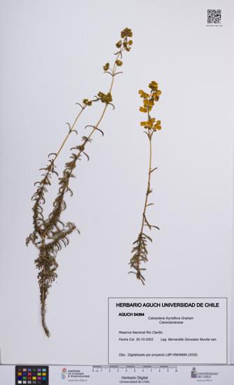 Calceolaria thyrsiflora [Espécimen: UCH:AGUCH:0054364]