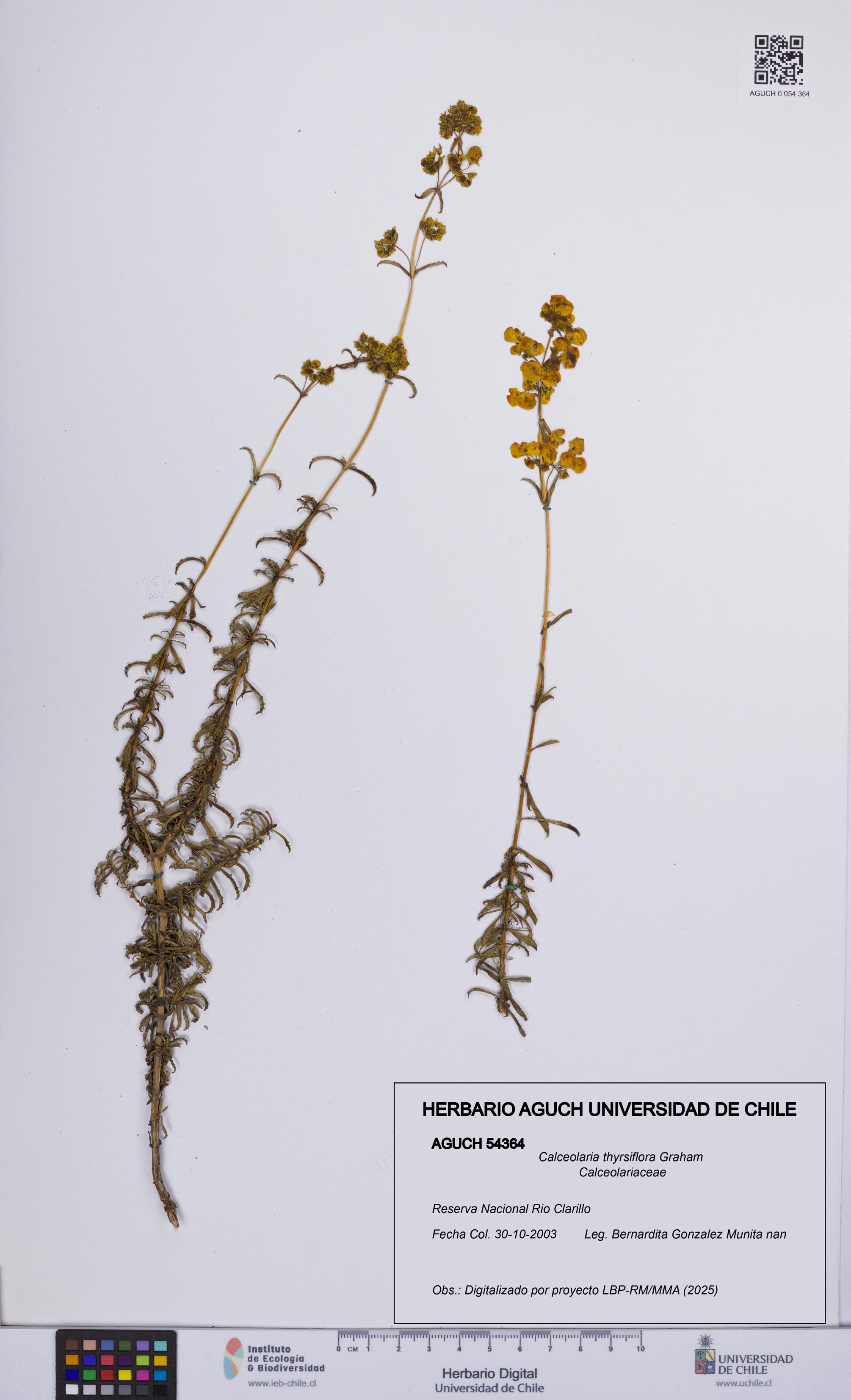 Calceolaria thyrsiflora [Espécimen: UCH:AGUCH:0054364]