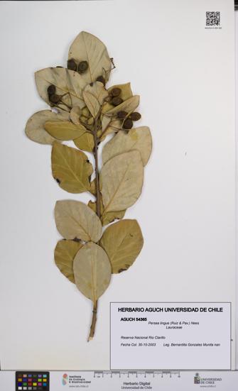 Persea lingue [Espécimen: UCH:AGUCH:0054365]