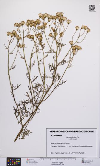 Senecio illinitus [Espécimen: UCH:AGUCH:0054368]