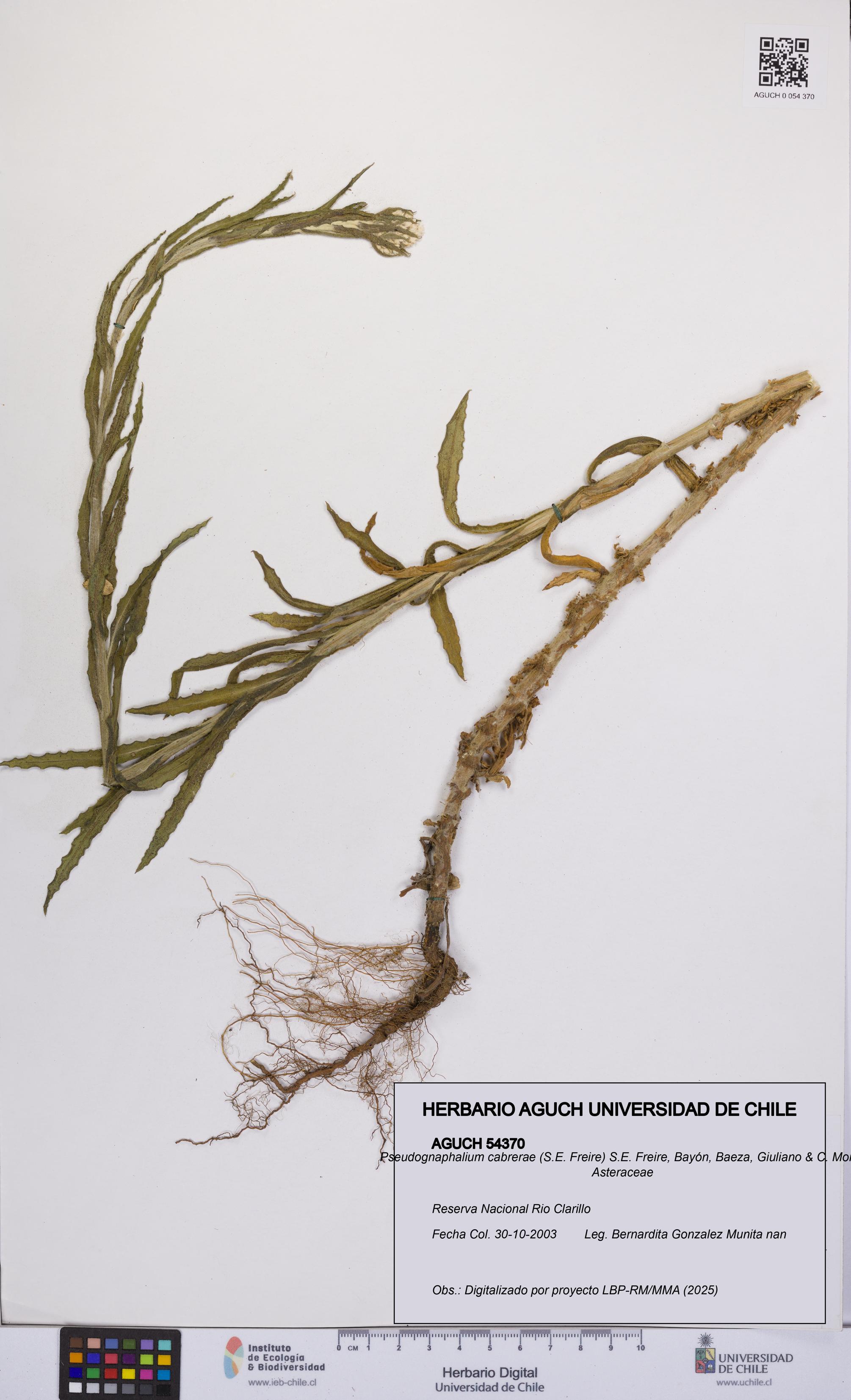 Pseudognaphalium cabrerae [Espécimen: UCH:AGUCH:0054370]