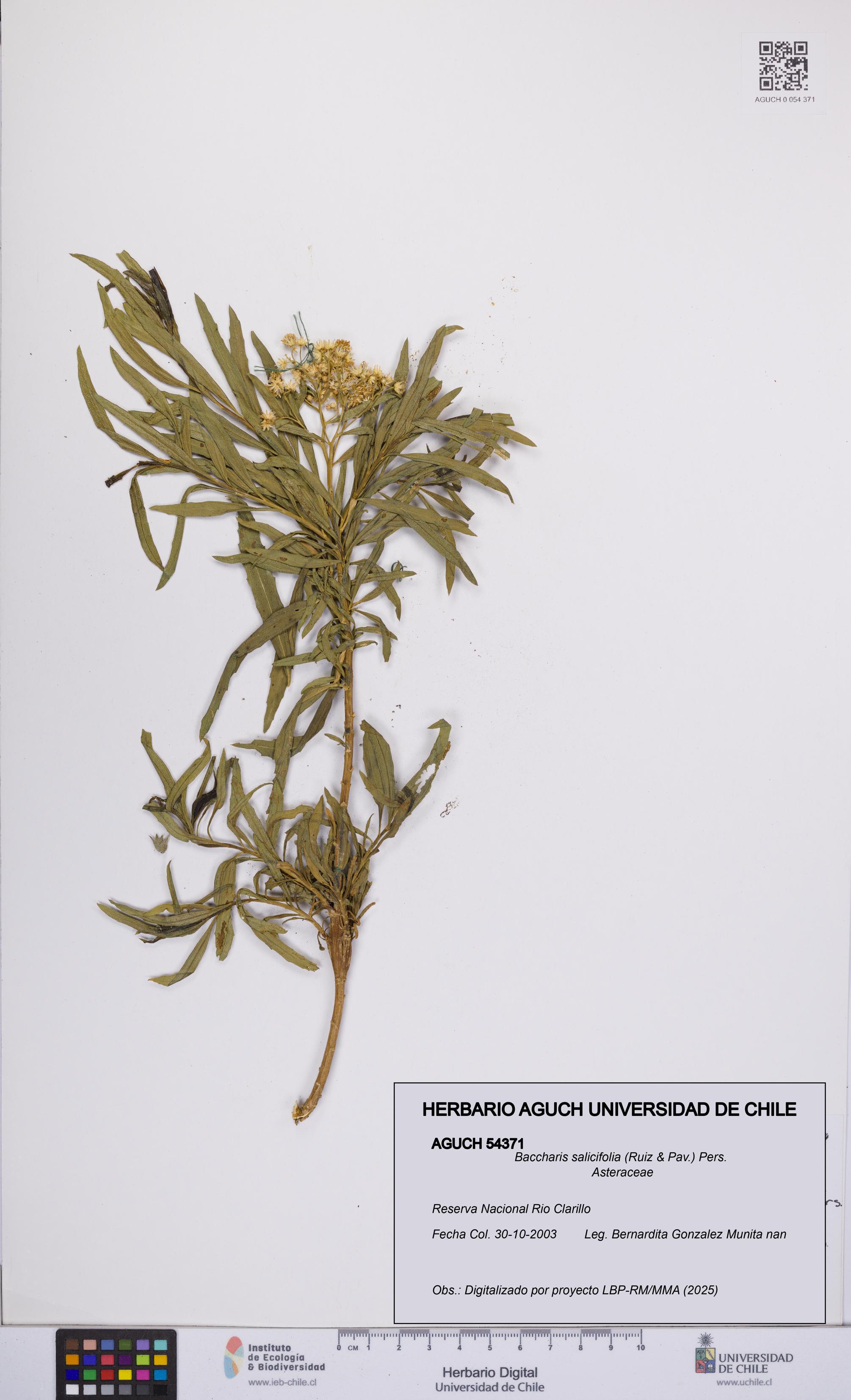 Baccharis salicifolia [Espécimen: UCH:AGUCH:0054371]