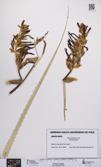 Puya coerulea [Espécimen: UCH:AGUCH:0054372]