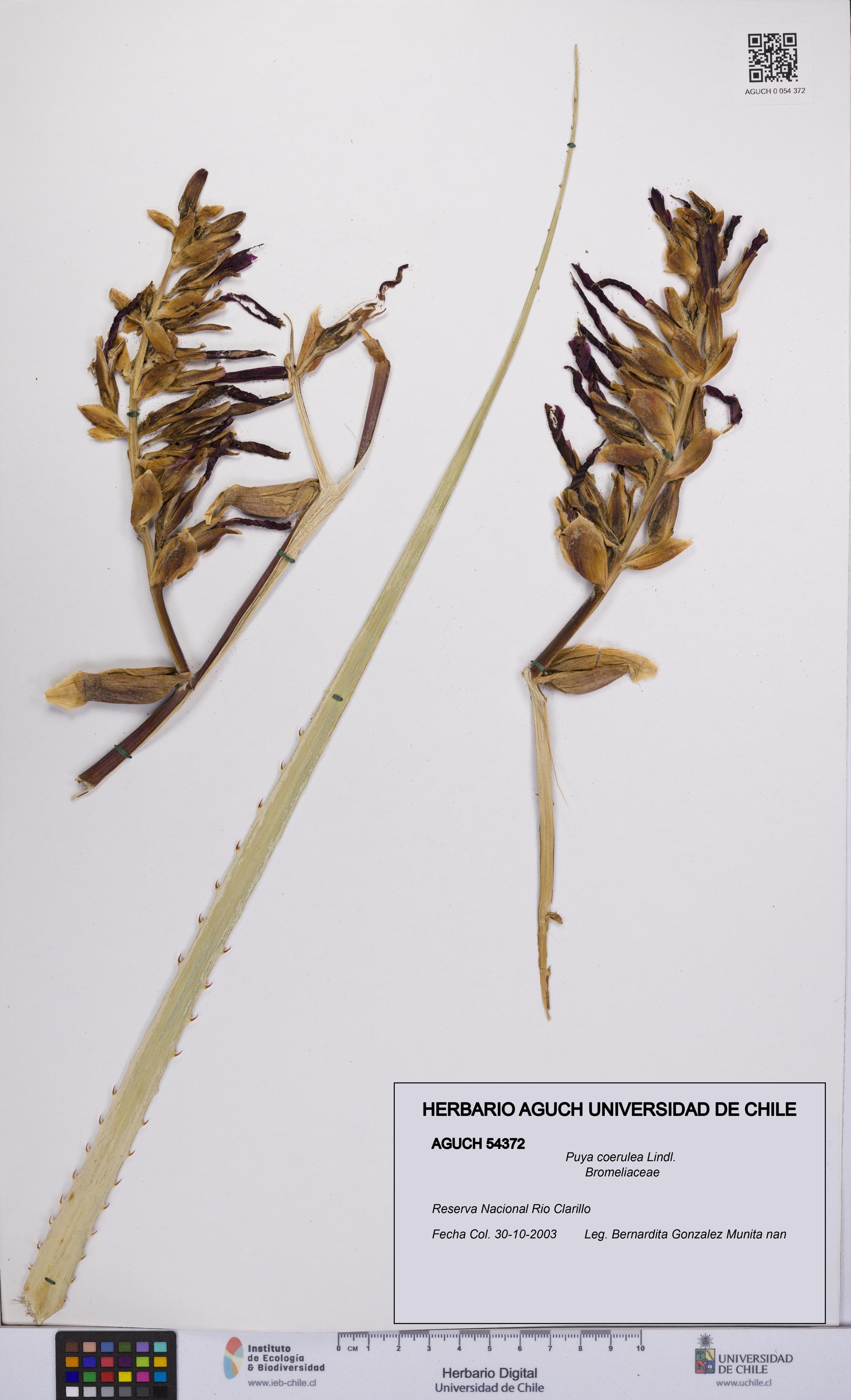 Puya coerulea [Espécimen: UCH:AGUCH:0054372]