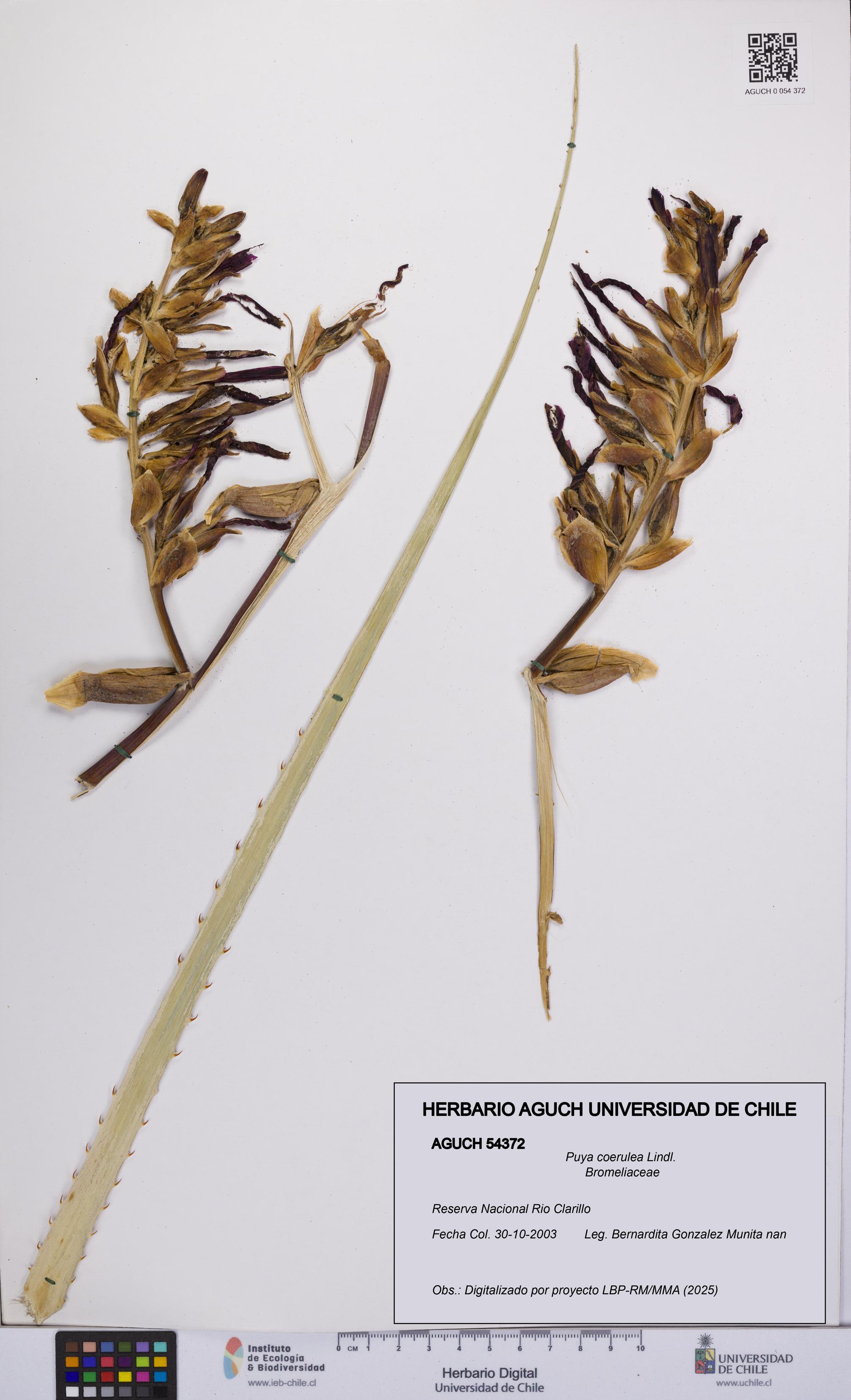 Puya coerulea [Espécimen: UCH:AGUCH:0054372]