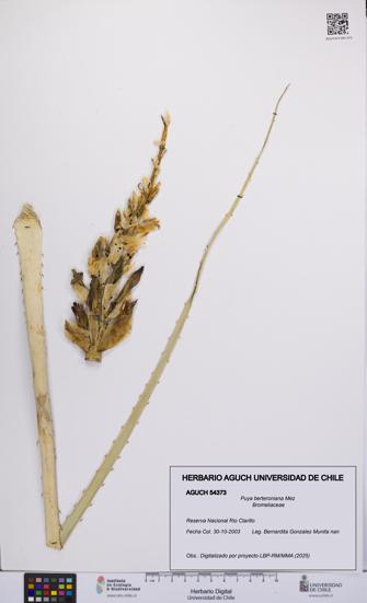 Puya berteroniana [Espécimen: UCH:AGUCH:0054373]