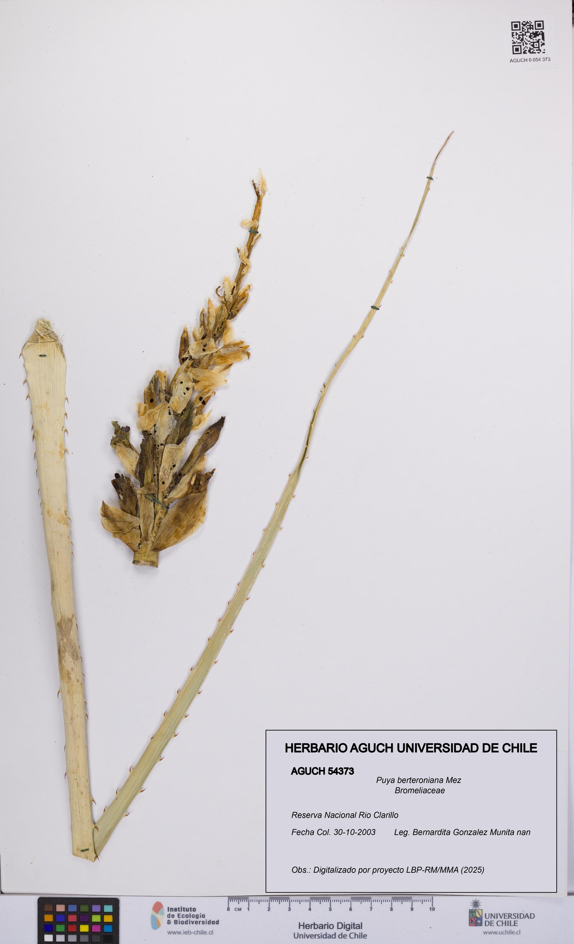 Puya berteroniana [Espécimen: UCH:AGUCH:0054373]