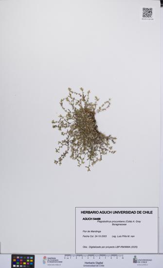 Plagiobothrys procumbens [Espécimen: UCH:AGUCH:0054468]