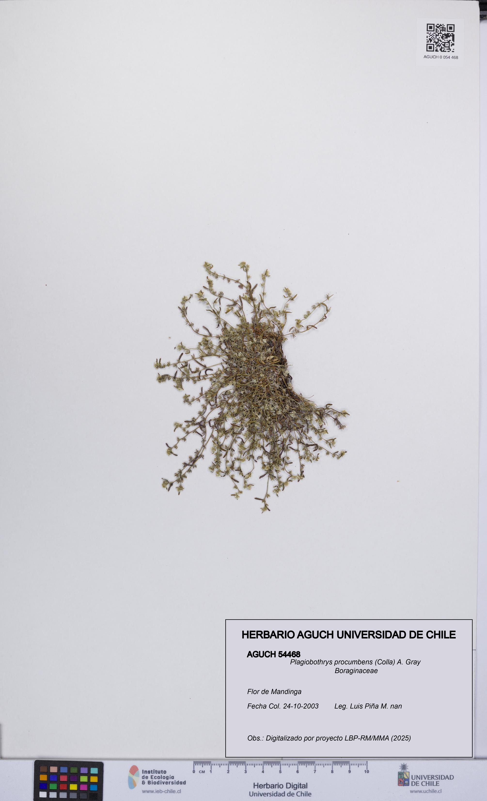 Plagiobothrys procumbens [Espécimen: UCH:AGUCH:0054468]