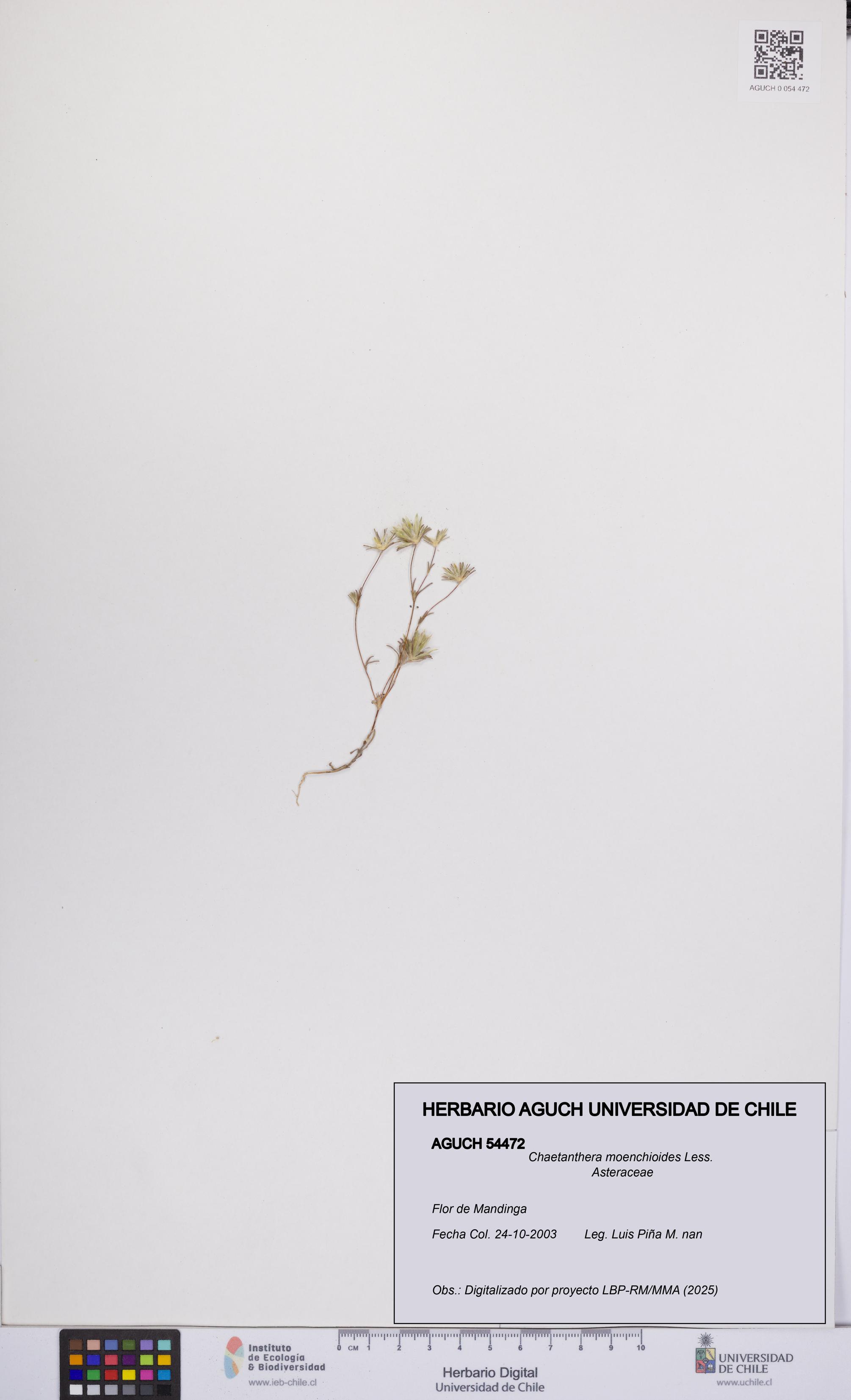 Chaetanthera moenchioides [Espécimen: UCH:AGUCH:0054472]