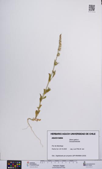 Silene gallica [Espécimen: UCH:AGUCH:0054504]
