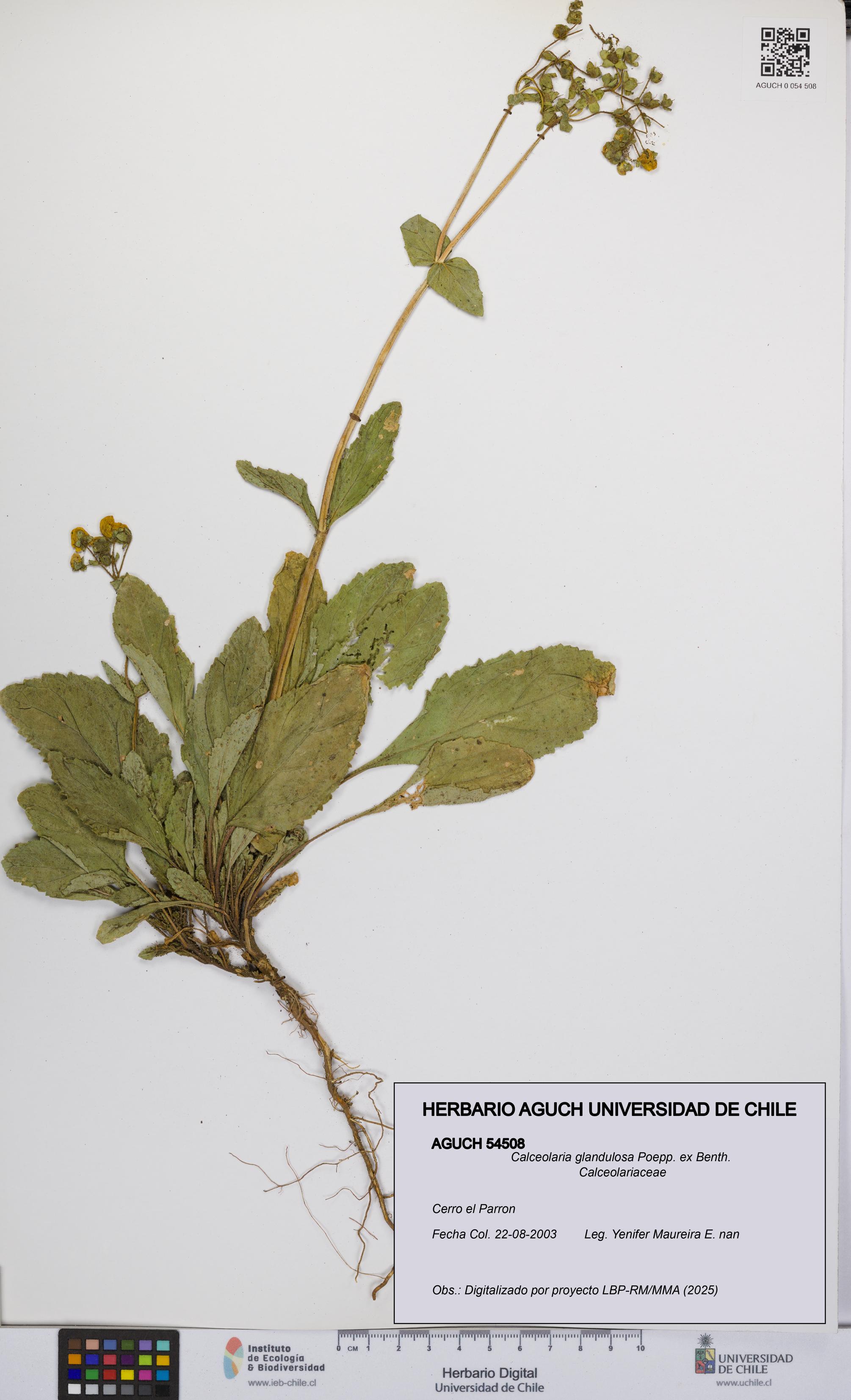 Calceolaria glandulosa [Espécimen: UCH:AGUCH:0054508]