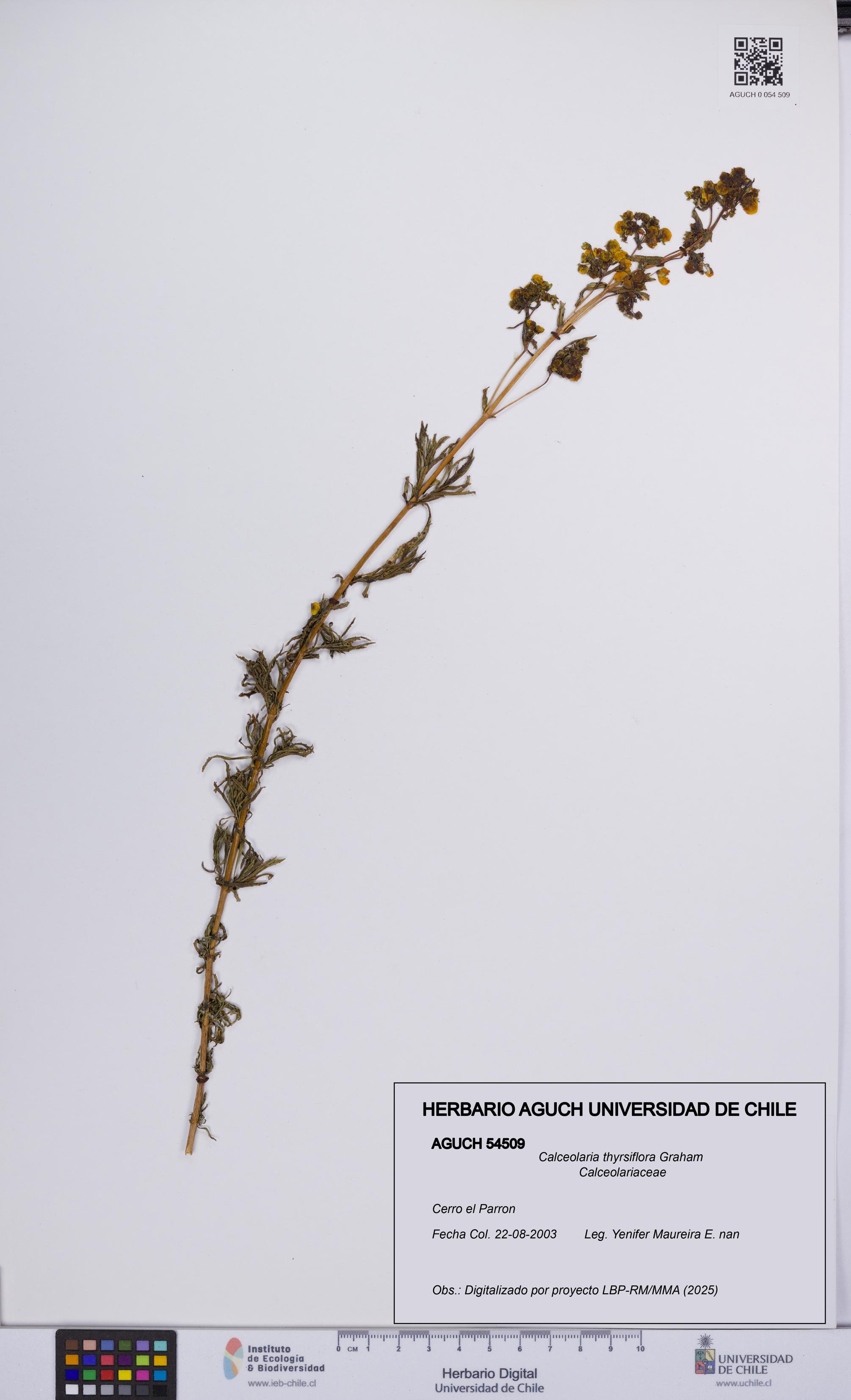 Calceolaria thyrsiflora [Espécimen: UCH:AGUCH:0054509]
