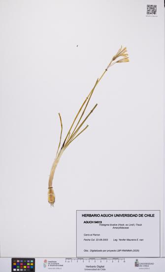 Tristagma bivalve [Espécimen: UCH:AGUCH:0054513]