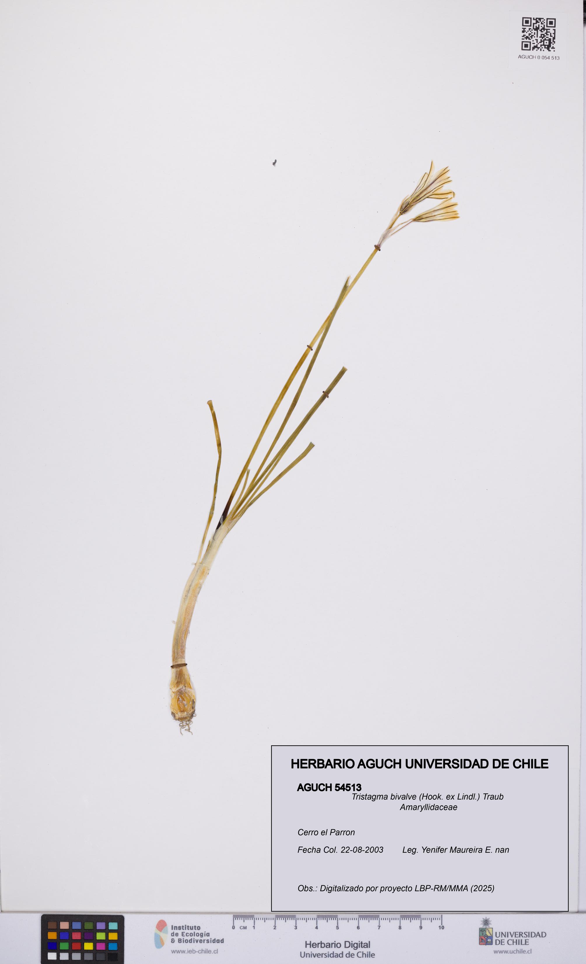 Tristagma bivalve [Espécimen: UCH:AGUCH:0054513]