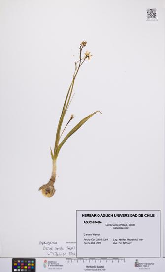 Oziroe arida [Espécimen: UCH:AGUCH:0054514]