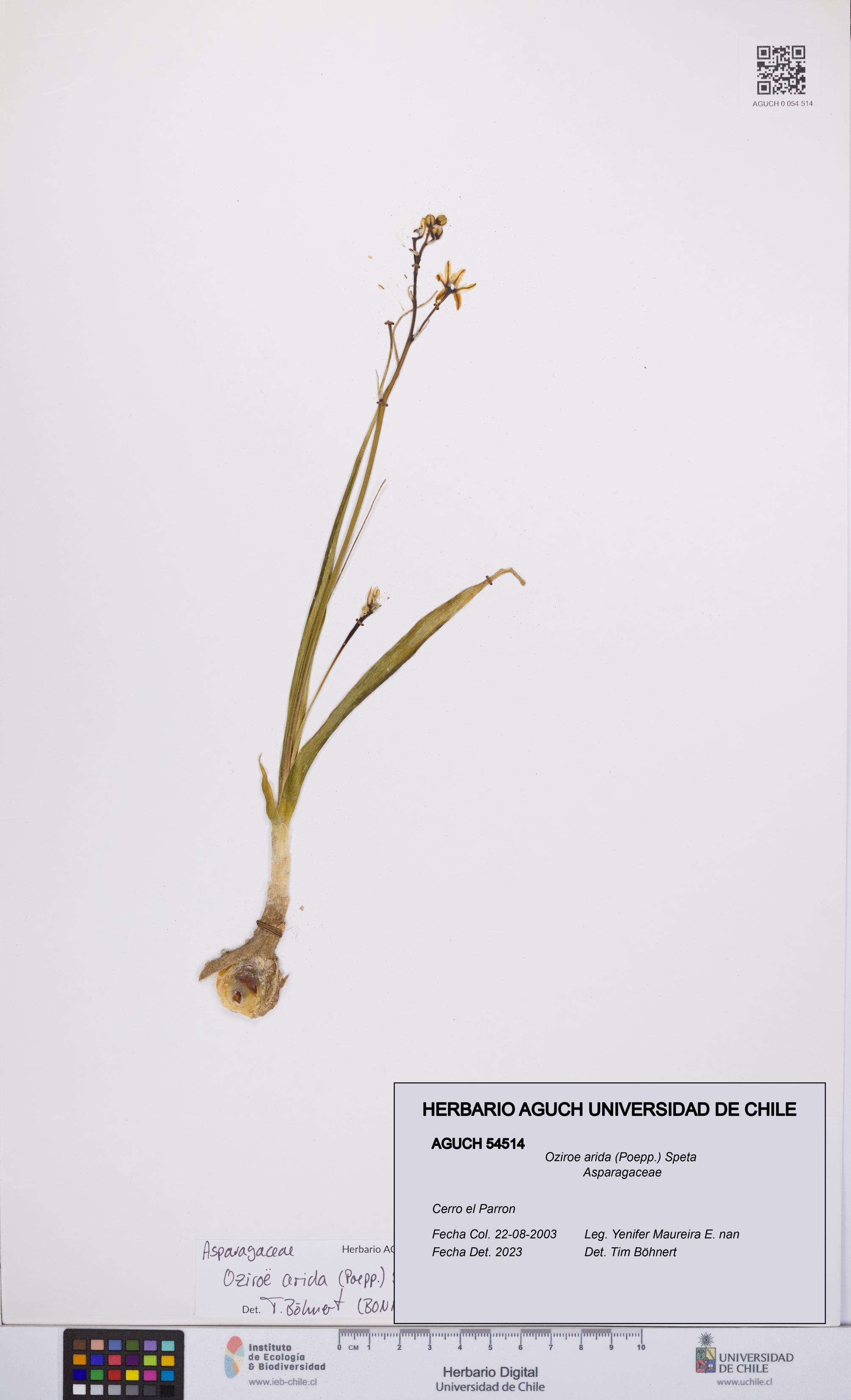 Oziroe arida [Espécimen: UCH:AGUCH:0054514]