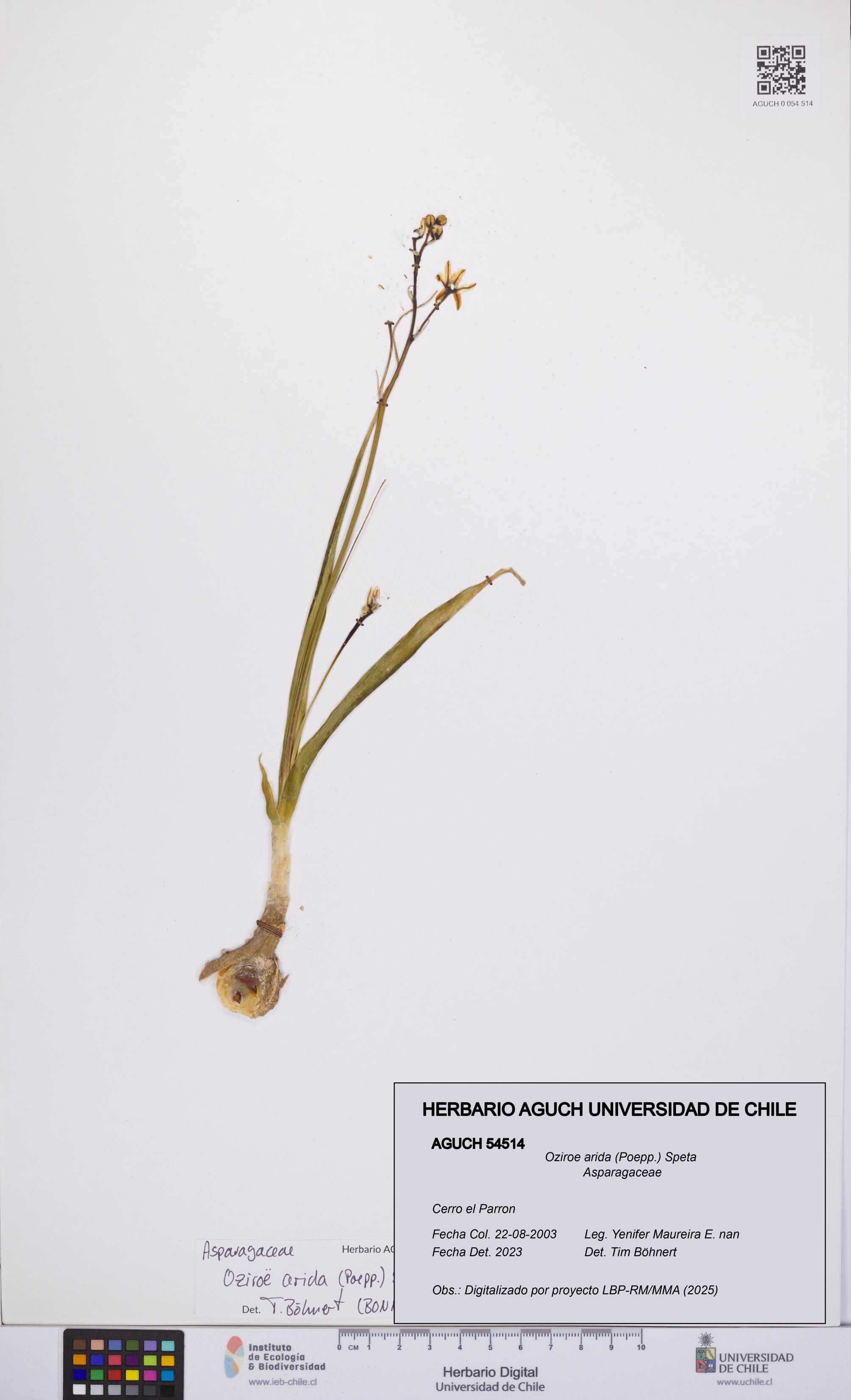 Oziroe arida [Espécimen: UCH:AGUCH:0054514]