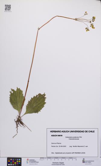 Calceolaria pratensis [Espécimen: UCH:AGUCH:0054518]