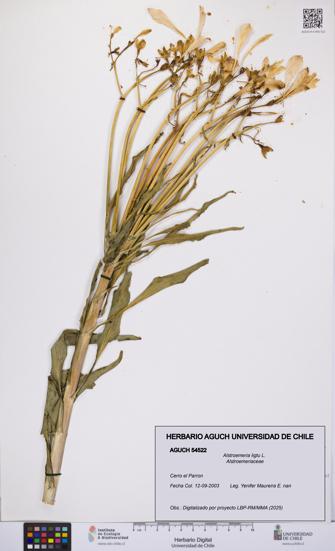 Alstroemeria ligtu [Espécimen: UCH:AGUCH:0054522]