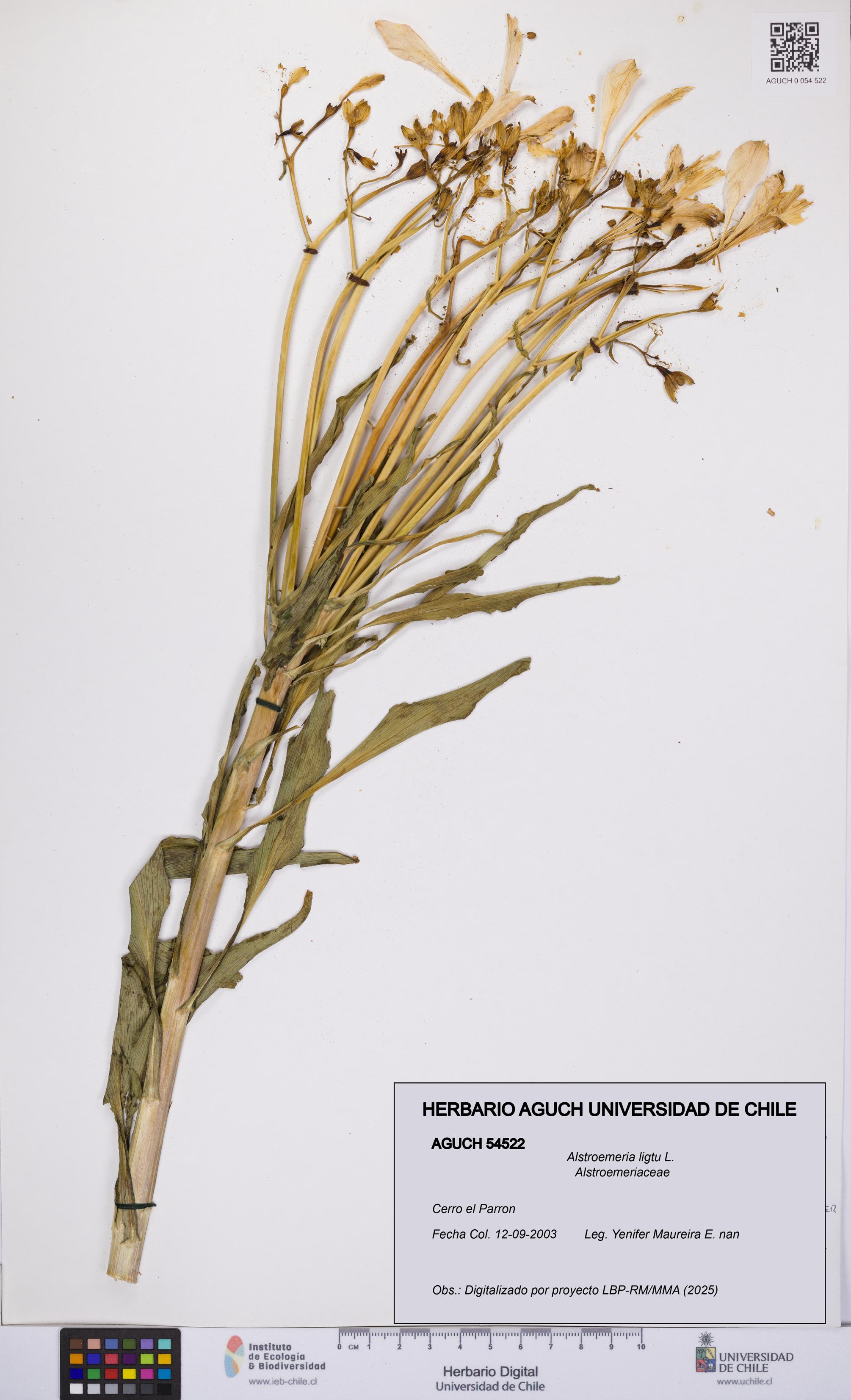 Alstroemeria ligtu [Espécimen: UCH:AGUCH:0054522]