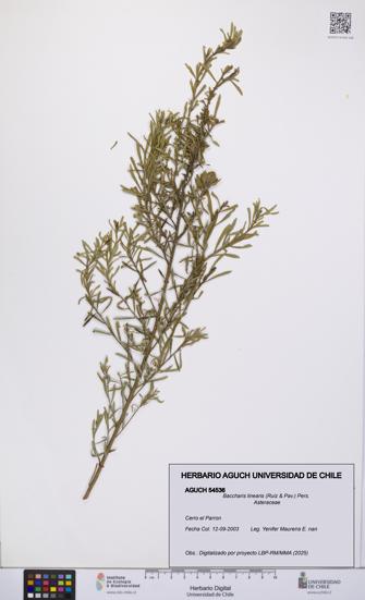 Baccharis linearis [Espécimen: UCH:AGUCH:0054536]