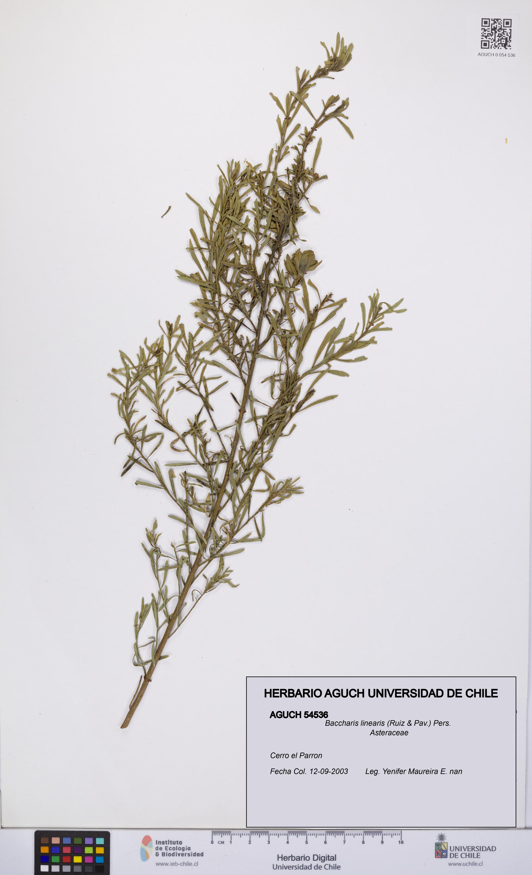 Baccharis linearis [Espécimen: UCH:AGUCH:0054536]