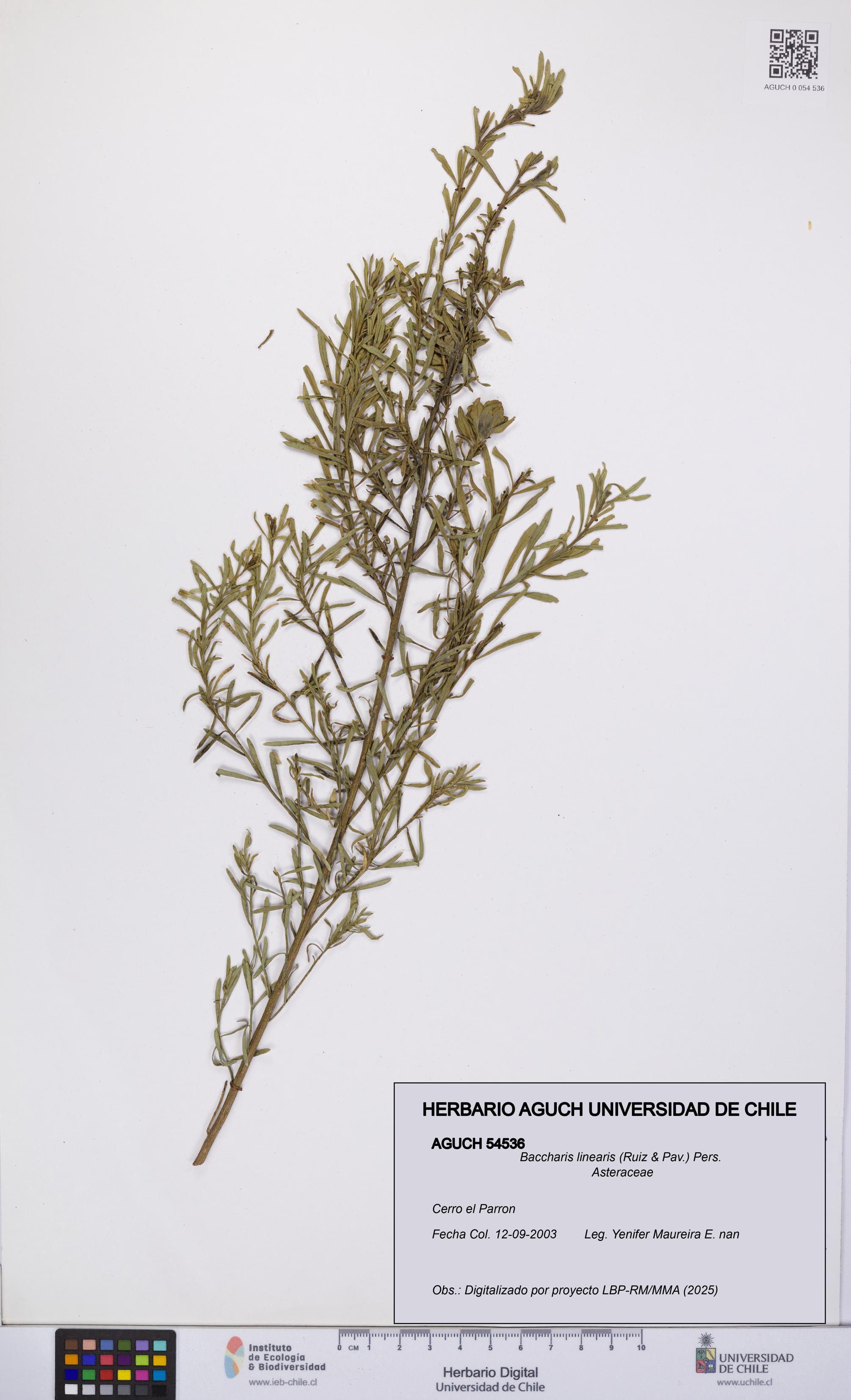 Baccharis linearis [Espécimen: UCH:AGUCH:0054536]