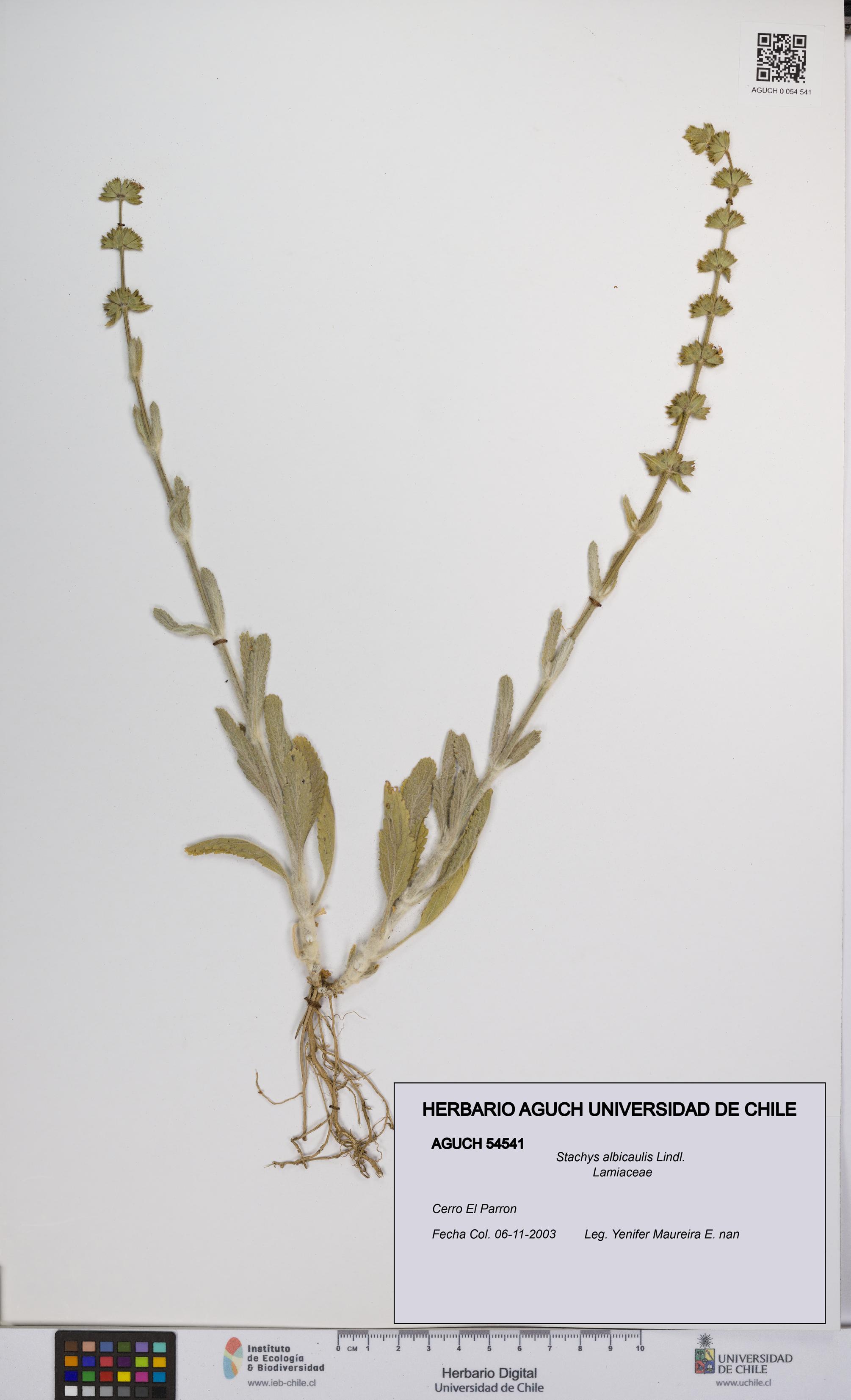 Stachys albicaulis [Espécimen: UCH:AGUCH:0054541]