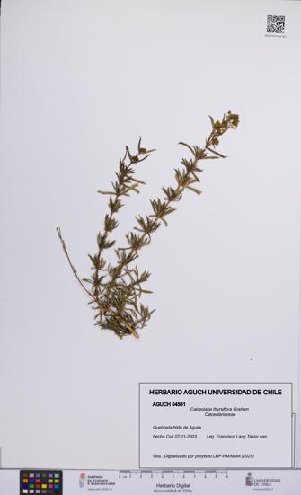 Calceolaria thyrsiflora [Espécimen: UCH:AGUCH:0054561]