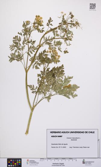 Conium maculatum [Espécimen: UCH:AGUCH:0054567]
