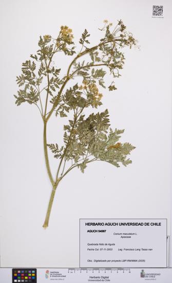 Conium maculatum [Espécimen: UCH:AGUCH:0054567]