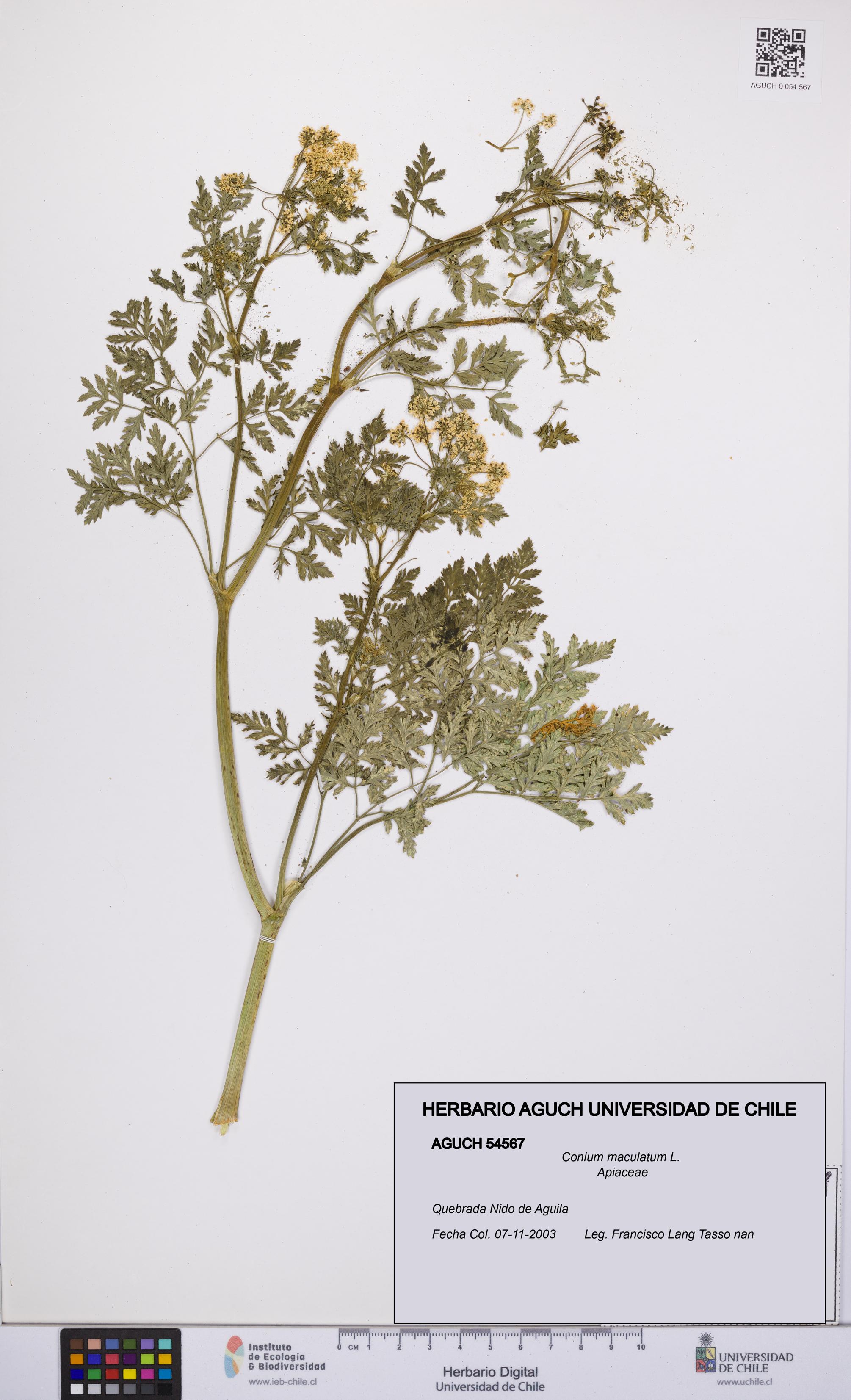Conium maculatum [Espécimen: UCH:AGUCH:0054567]