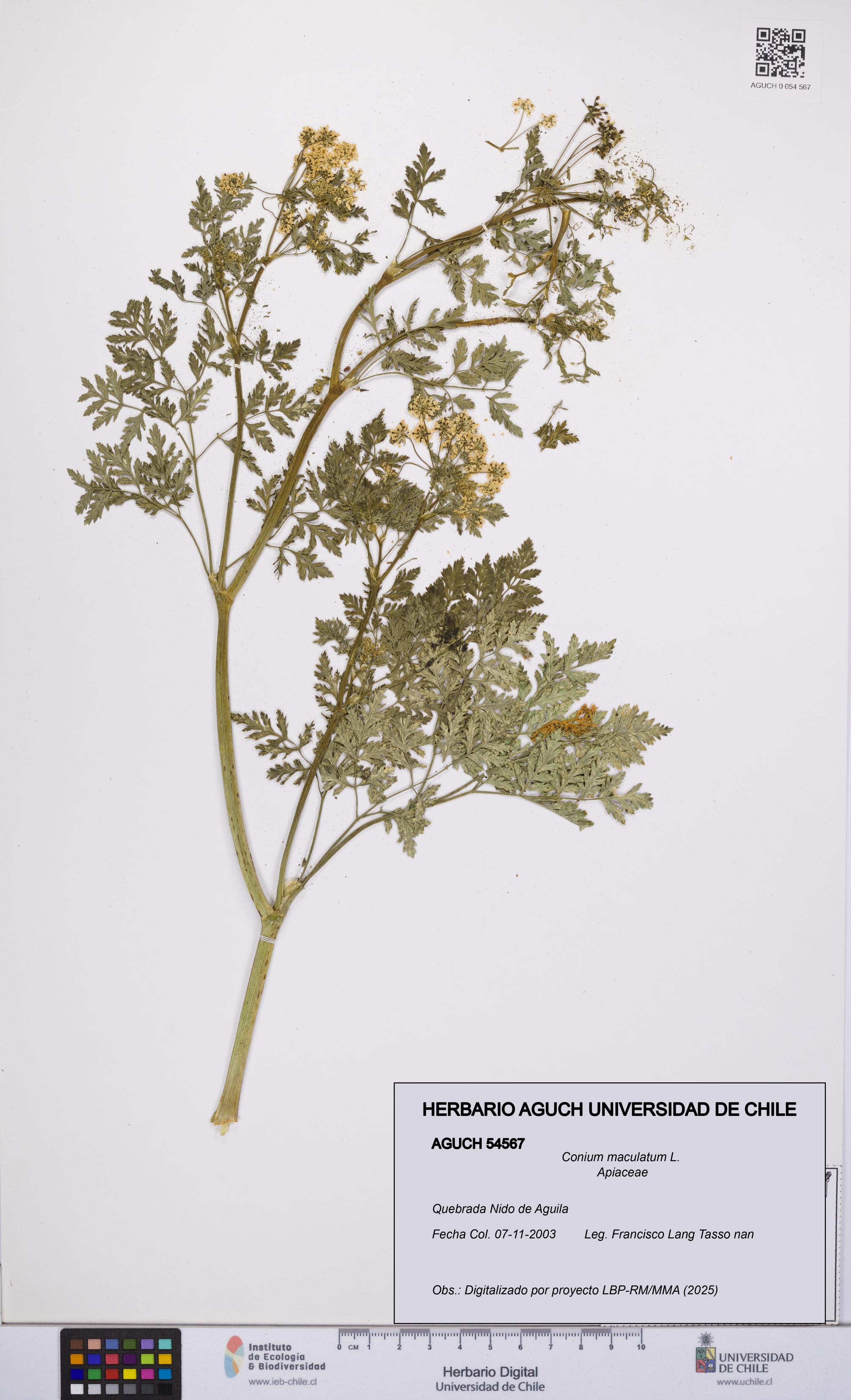 Conium maculatum [Espécimen: UCH:AGUCH:0054567]