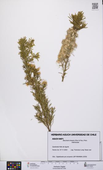 Baccharis linearis [Espécimen: UCH:AGUCH:0054571]